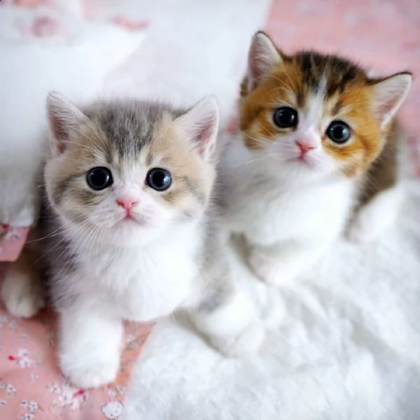 --,,bellissimi gattini munchkin in adozione, i gattini sono molto sani intelligenti e giocherelloni 