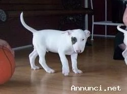 cuccioli di bull terrier maschi e femmine sani