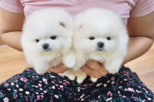 volpino di pomerania cucciolo di 9 mesi