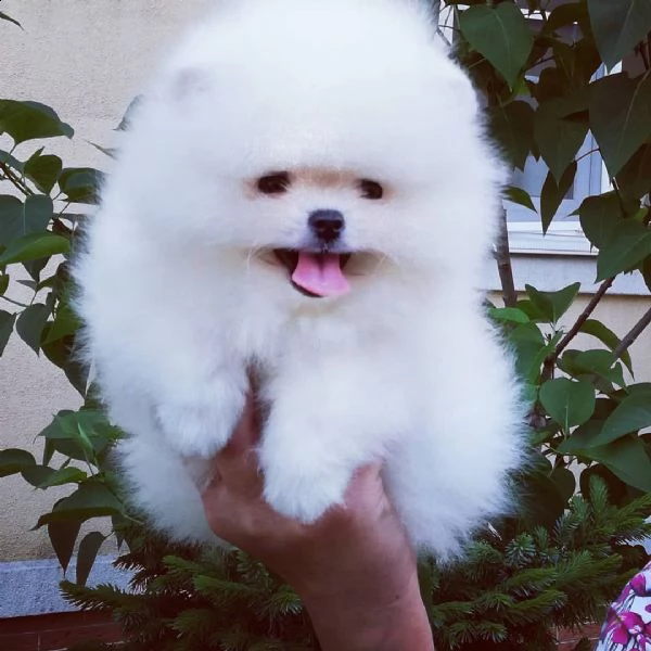 cucciolo spitz nano pomeranian