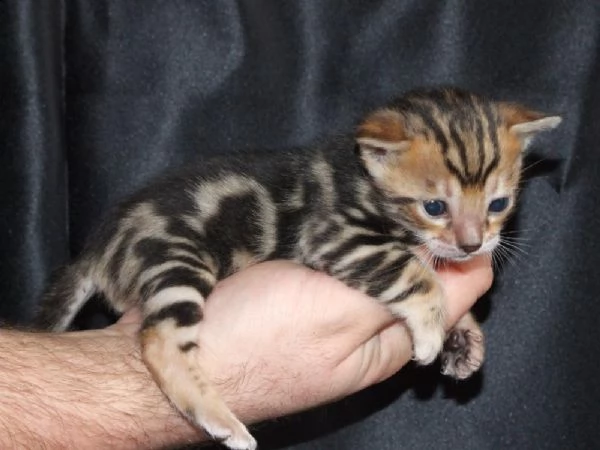 adorabili cuccioli di bengala gattini