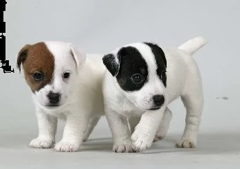 adorabili cuccioli di jack russel femminucce e maschietti disponibili per l'adozione gratuita i cucc