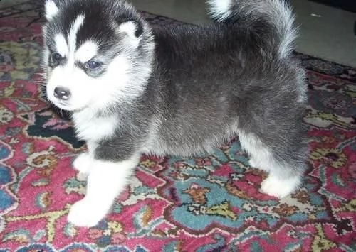 email : arwenbrades10[at]gmail[.com] adorabili cuccioli di siberian husky femminucce e maschietti disponi