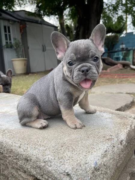 cuccioli di bulldog francese per l'adozione