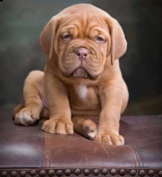  regalo bellissimi maschi e femmine dogue de bordeaux cuccioli