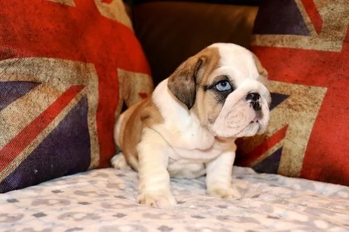  regalo bulldog inglese cuccioli con pedigree