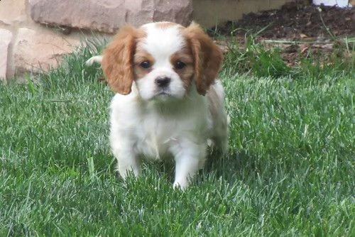  cuccioli di cavalier king  femminucce e maschietti per l'adozione