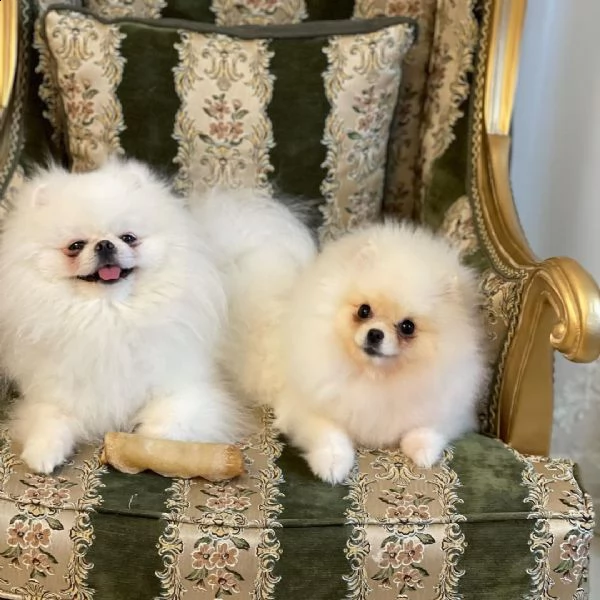 volpino di pomerania cucciolo di 9 mesi