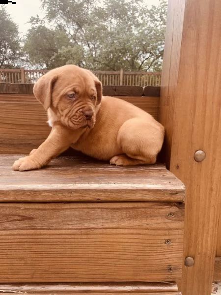 regalo bellissimi maschi e femmine dogue de bordeaux 