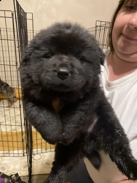 regalo cuccioli di chow chow