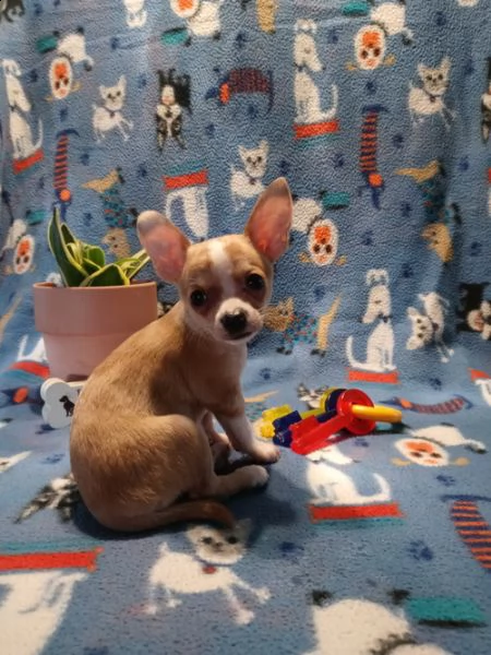 regalo cuccioli di chihuahua mini toy