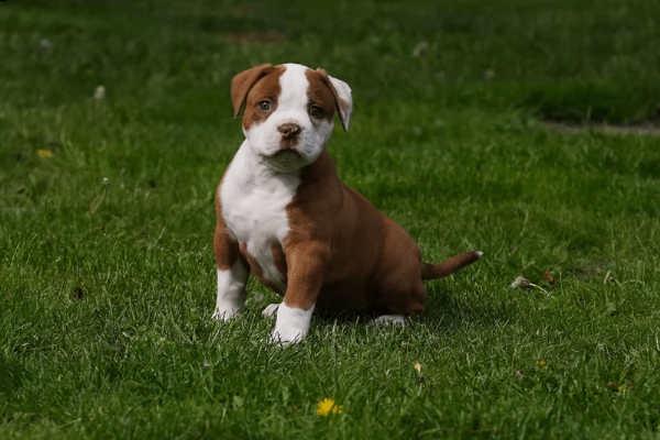 adorabili cuccioli di pitbull americano messi in adozione