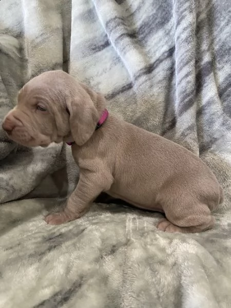 cuccioli di weimaraner per adozione