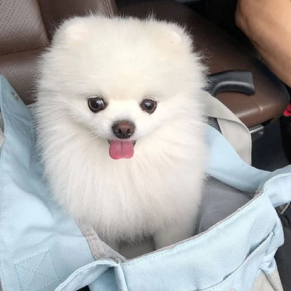 volpino di pomerania cucciolo