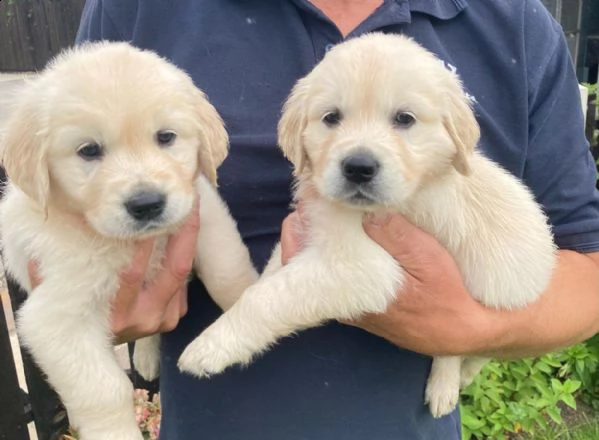 golden retriever cuccioli