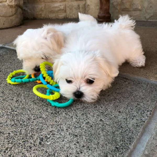 adotta i cuccioli maltesi da noi. simpatici adorabili cuccioli maschi e femmine ben addestrati pront