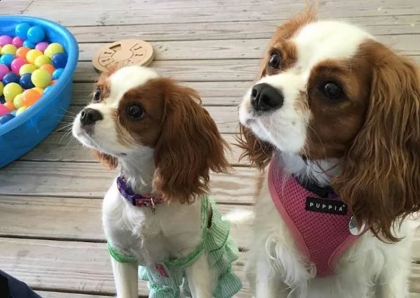 vendita cuccioli di cavalier king