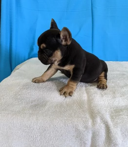  cuccioli di bulldog francese per l'adozione