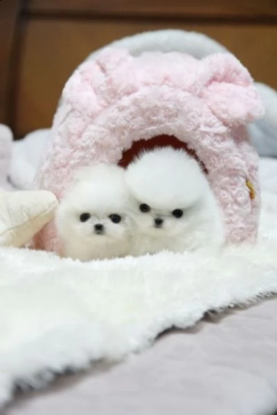 cuccioli di volpino di pomerania