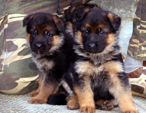 regalo cuccioli pastore maschio e femmina