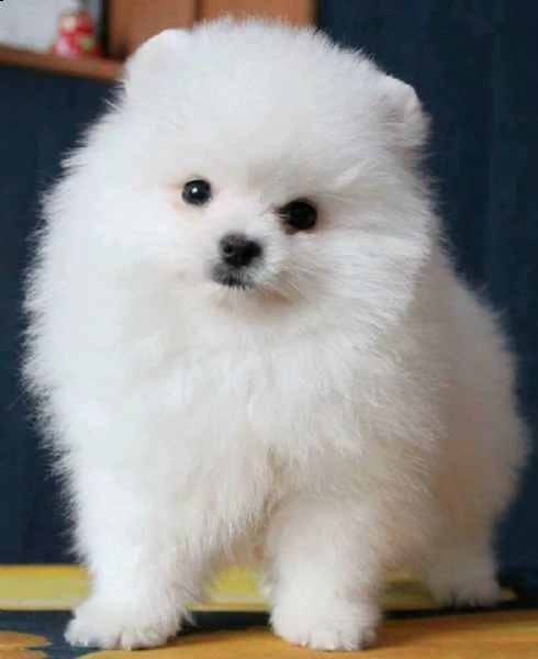 pomerania nano