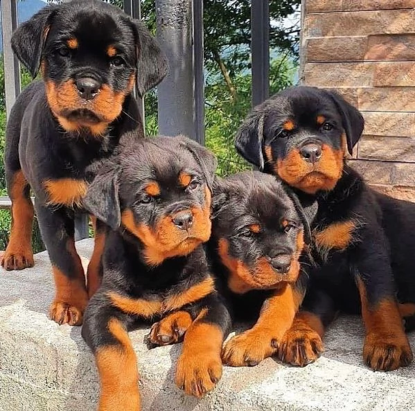 regalo cuccioli rottweiler