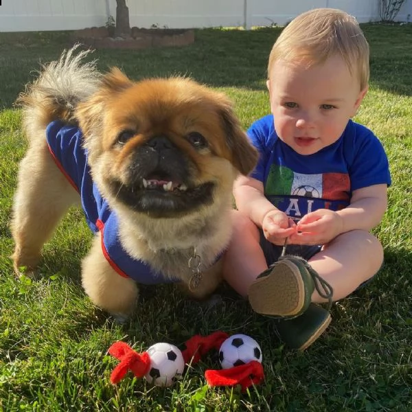 adorabili cuccioli pechinoi disponibili per adozione