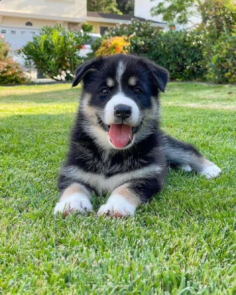 regalo cuccioli di seberiano husky disponibile per adozione