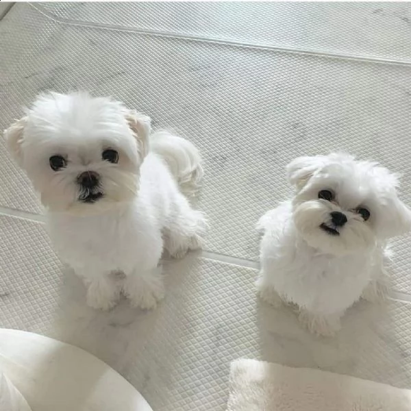 cuccioli di bichon maltese disponibili