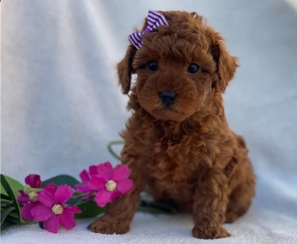 regalo barboncino cuccioli