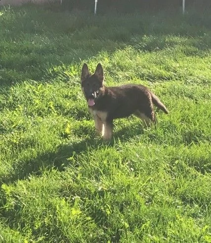 disponibili cuccioli di razza pastore tedesco | Foto 0