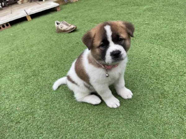 cuccioli di akita | Foto 0