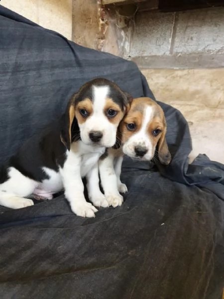 cuccioli di beagle | Foto 0