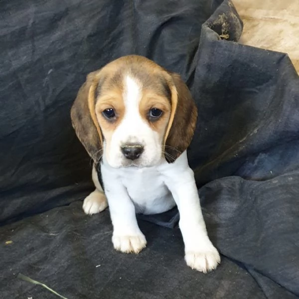 cuccioli di beagle