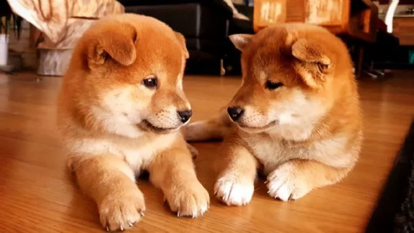 offro in adozione cucciolata di shiba inu cuccioli prestigiosa e favolosi cucciolato e cucciolata di