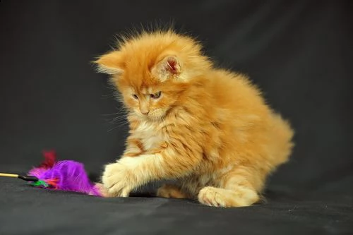 regalo maine coon cuccioli disponibile per l'adozione adorabili cuccioli di maine coon  femminucce e