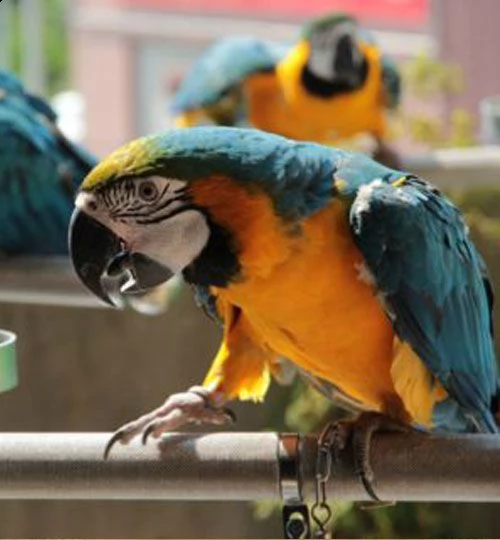 pappagallo ara blu e giallo per te e in cerca di una nuova casa. pappagallo ara maschio e femmina di