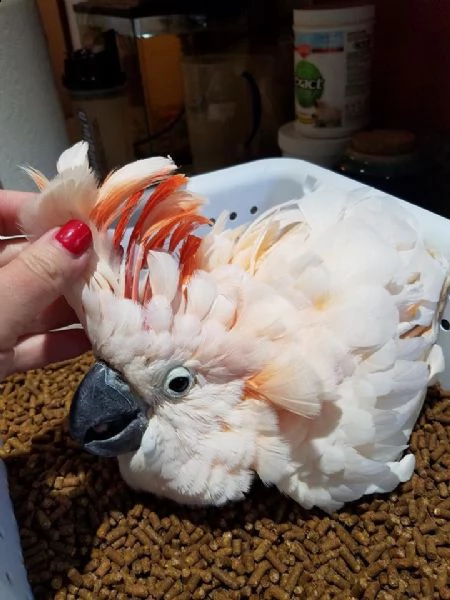 pappagallo cacatua allevato a mano> pronto per l'adozione. ma devi essere un amante dei pappagalli. 