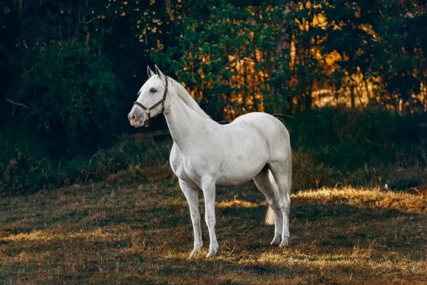 cavallo frisone questa giumenta sana, sensibile, divertente e genuino è alla ricerca di un nuovo fan