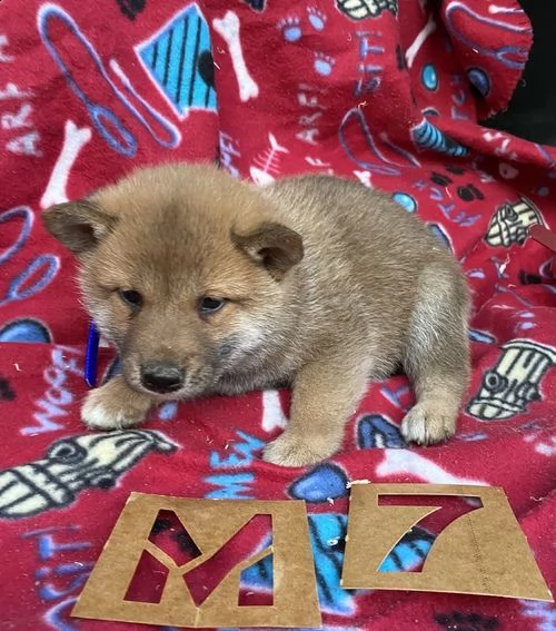 regalo cuccioli di shiba inu