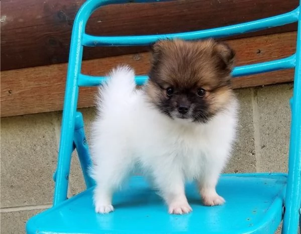 regalo cuccioli di volpino di pomerania..