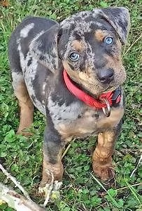  cuccioli di catahoula leopard  siamo urgentemente alla ricerca di una nuova casa per i nostri cucci