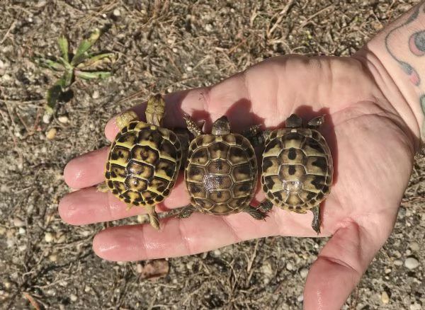 giovani cuccioli hermanni, in buone condizioni di salute e alla ricerca di un rettile appassionato c