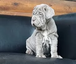 offro in regalo mastino napoletano cuccioli con pedigree . cuccioli di mastino napoletano siamo urge