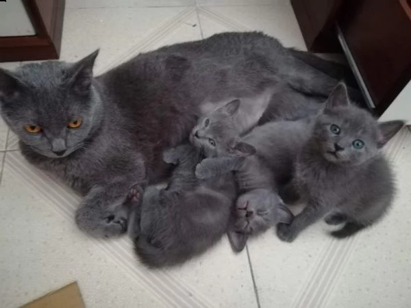 gattini certosini   adorabili gattini e carino maschio e femmine. i nostri cuccioli sono 3 mesi di e