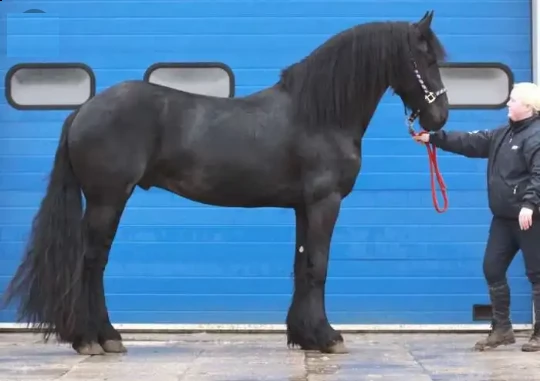 cavallo frisone , 6  anni , alla ricerca di un nuovo fantino . ottimo carattere, bellissimo moviment