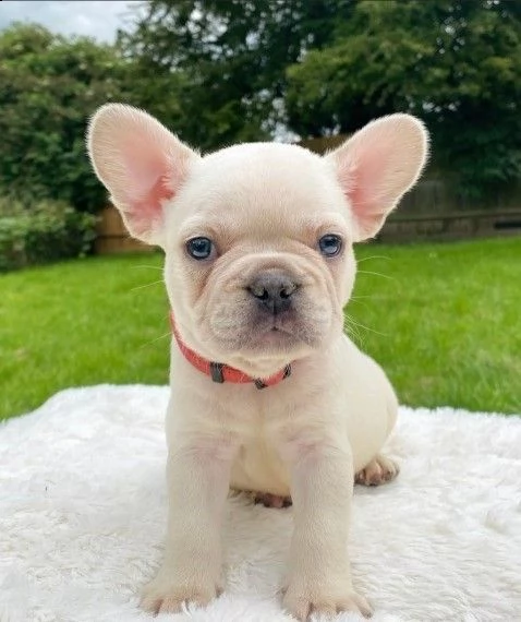 bouledogue francese cucciolo | Foto 1