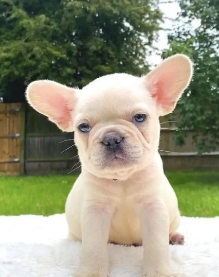 bouledogue francese cucciolo | Foto 0