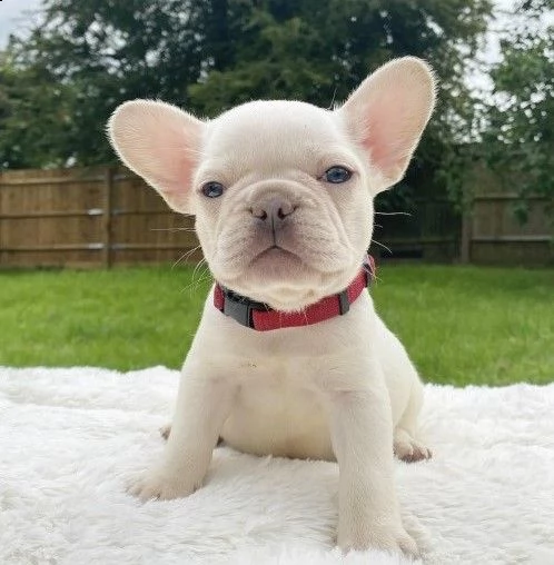 bouledogue francese cucciolo