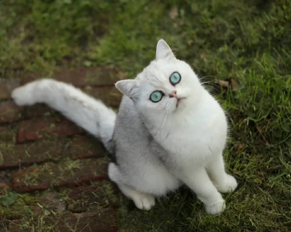 british shorthair adorabili gattini e carino maschi e femmine. i nostri cuccioli sono 3 mesi di età 